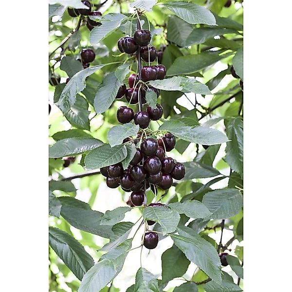 Prunus Cer Schattenmorelle Sauerkirsche CAC 150-200 cm günstig online kaufen