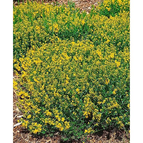 Genista Tinctoria Färberginster Plena 20-30 cm günstig online kaufen