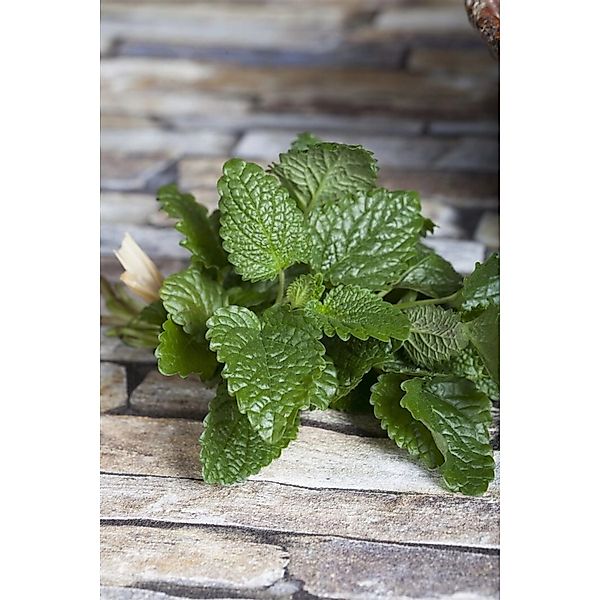 Melissa Officinalis Zitronenmelisse Ca. 9x9 cm Topf günstig online kaufen