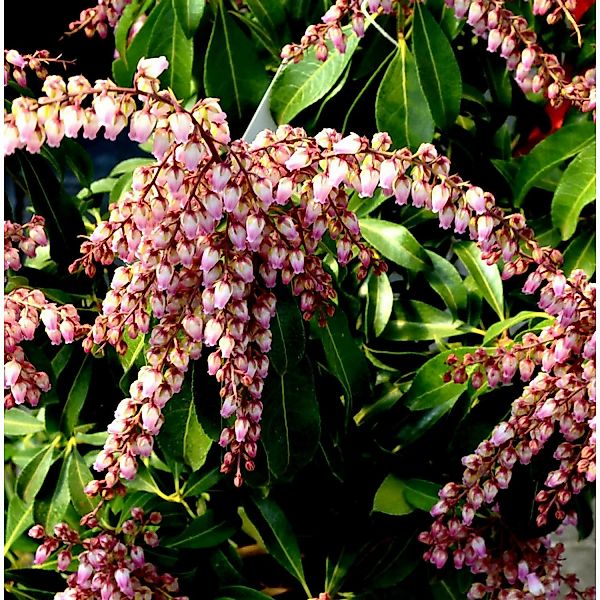 Schattenglöckchen Lavendelheide Valley Rose 20-25cm - Pieris japonica günstig online kaufen