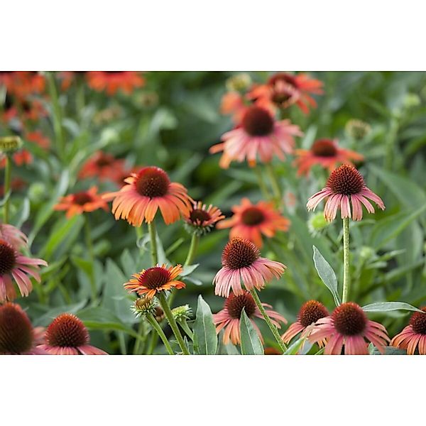 Echinacea Purpurea Roter Sonnenhut Ca. 9x9 cm Topf günstig online kaufen
