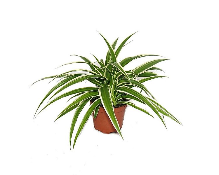Exotenherz Zimmerpflanze Chlorophytum - Grünlilie - Brautschleppe - 9cm Top günstig online kaufen