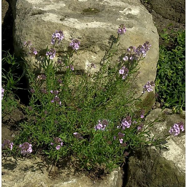 Steintäschel Warley Rose - Aethionema armenum günstig online kaufen