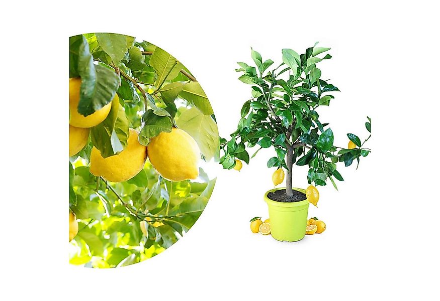 Meine Orangerie Zitronenbaum Citrus Limon, echte Zitrone, professionell ver günstig online kaufen