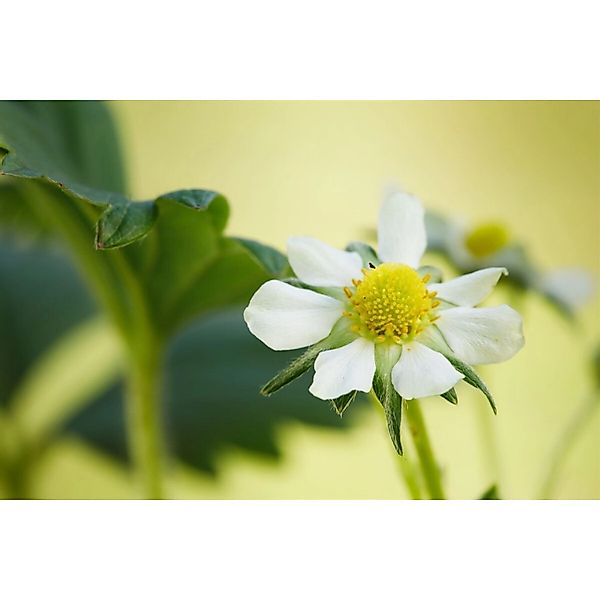 Fragaria X Ananassa Elan Erdbeere Rot 2-3 Liter Container günstig online kaufen