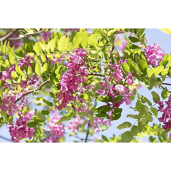 Robinia Hispida Macrophylla Rosa Blüten 100–150 cm günstig online kaufen