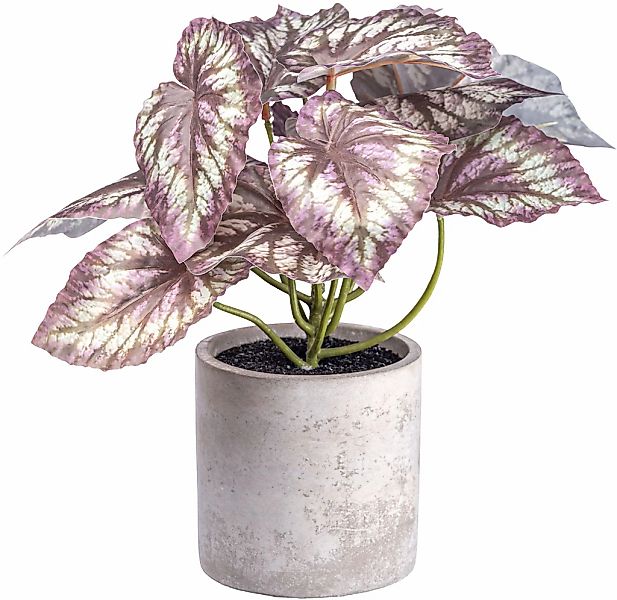 Creativ green Künstliche Zimmerpflanze "Rex Begonia", mit detailgetreuem Bl günstig online kaufen