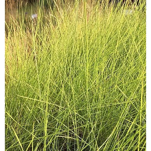 Lindheimers Haargras - Muhlenbergia,indheimeri günstig online kaufen