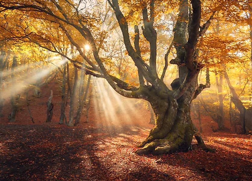 Papermoon Fototapete »Magical Old Trees Autumn Forest« glatt günstig online kaufen