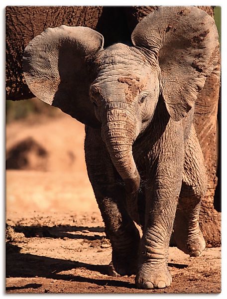 Artland Leinwandbild "Elefantenbaby" Wildtiere 1 Stk. tlg. auf Keilrahmen g günstig online kaufen