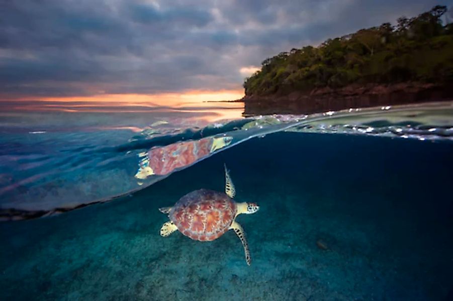 Papermoon Fototapete »Photo-Art BARATHIEU GABRIEL, GRÜNE SCHILDKRÖTE MIT SO günstig online kaufen