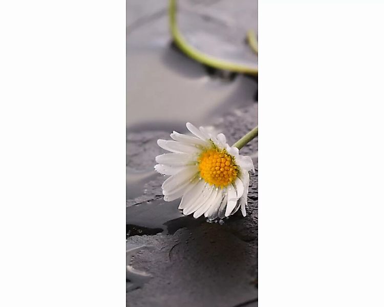 Trtapete "Gnseblmchen" 0,91x2,11 m / selbstklebende Folie günstig online kaufen