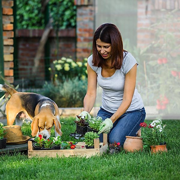 relaxdays Tomatengewächshaus XL mit Schrägdach günstig online kaufen