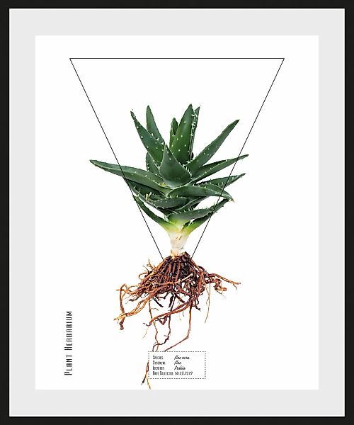 queence Bild »Aloe vera«, Pflanzen-Pflanzenbilder-Schriftzug, (1 St.), HD P günstig online kaufen