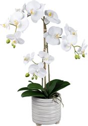 Kunstorchidee Orchidee Phalaenopsis Orchidee, Creativ green, günstig online kaufen
