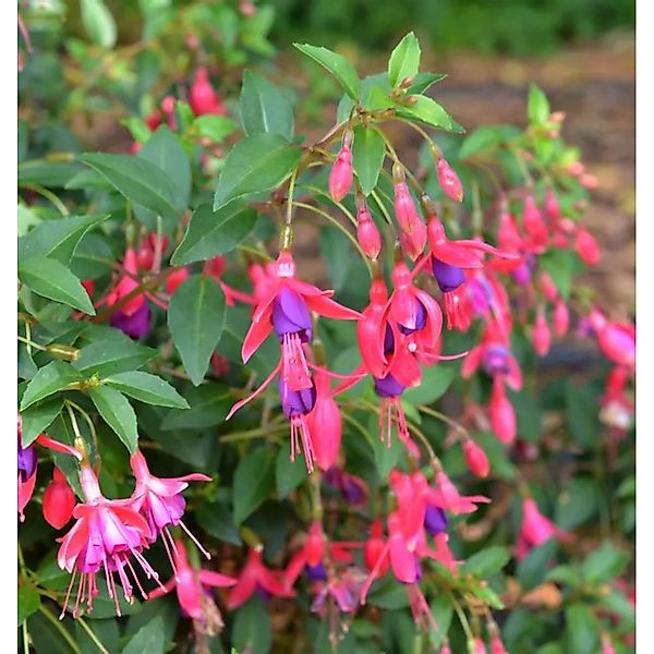 Fuchsie Tom Thumb - Fuchsia magellanica günstig online kaufen