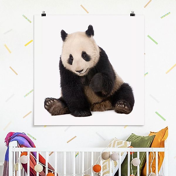 Poster - Quadrat Panda Tatzen günstig online kaufen