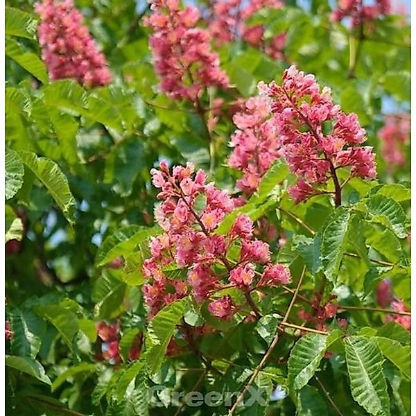 Fleischrote Rosskastanie 125-150cm - Aesculus carnea günstig online kaufen