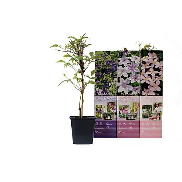 OH2 | Set mit 6 Clematis Pflanzen Montana günstig online kaufen