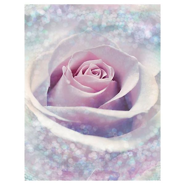 Komar Vliestapete »Delicate Rose«, 200x260 cm (Breite x Höhe) günstig online kaufen