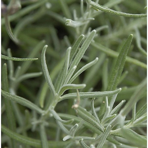 Echter Lavendel Silver Dwarf - Lavandula angustifolia günstig online kaufen