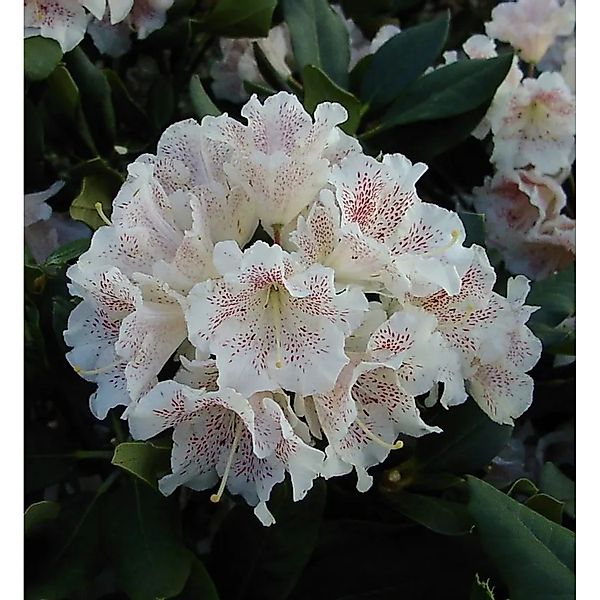 Großblumige Rhododendron Double Dots 25-30cm - Alpenrose günstig online kaufen