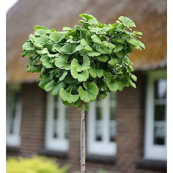 Hochstamm Fächerblattbaum 40-60cm - Ginkgo biloba günstig online kaufen