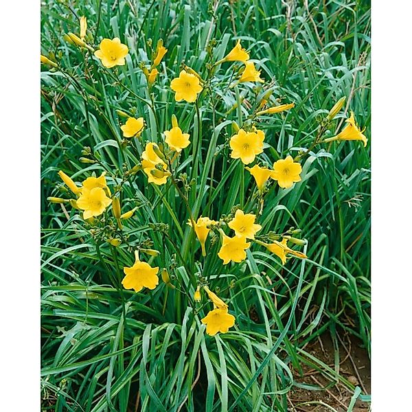 Hemerocallis X Cult. Bitsy Taglilie Ca. 11x11 cm Topf günstig online kaufen