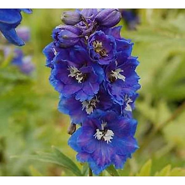 Rittersporn Blauer Zwerg - Delphinium grandiflorum günstig online kaufen