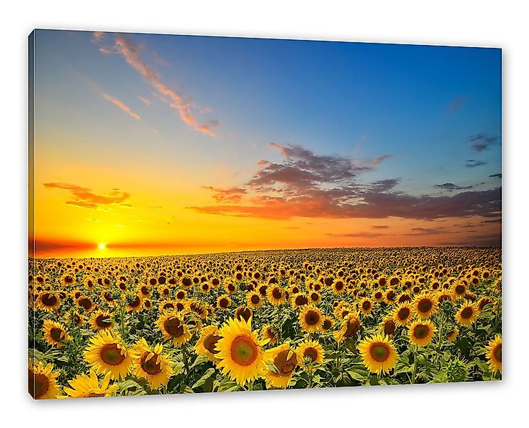 Pixxprint Leinwandbild Sonnenuntergang Sonnenblumen, Sonnenuntergang Sonnen günstig online kaufen