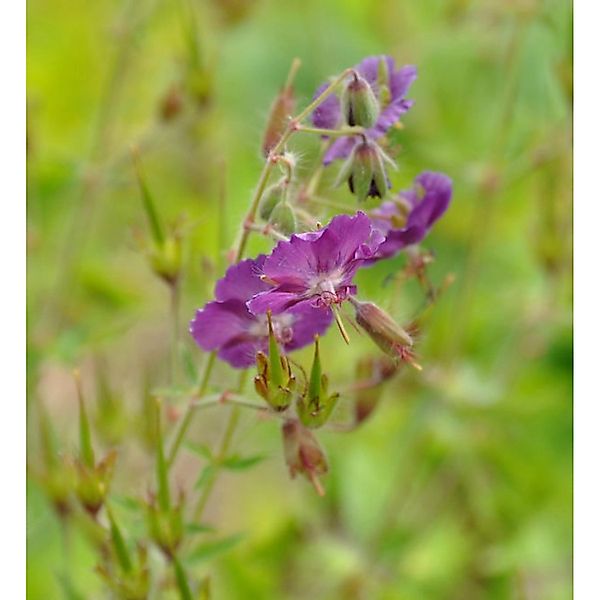 Storchenschnabel Samobor - Geranium phaeum günstig online kaufen