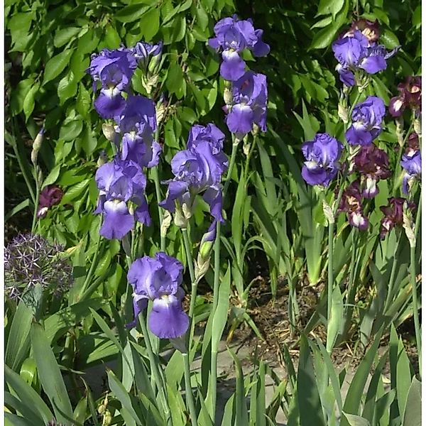 Schwertlilie Blue Rhythm - Iris barbata günstig online kaufen