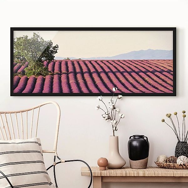 Bild mit Rahmen Natur & Landschaft - Panorama Lavender günstig online kaufen