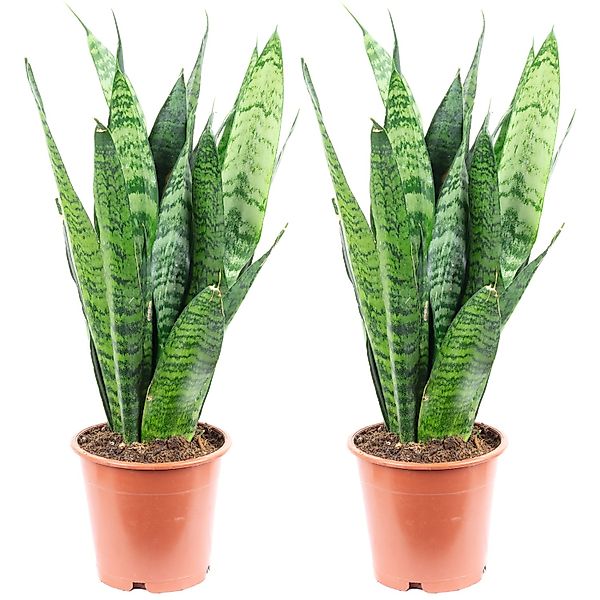 Value Greens 2er-Set Sansevieria 'Black Coral'  Pflegeleichter Bogenhanf  c günstig online kaufen