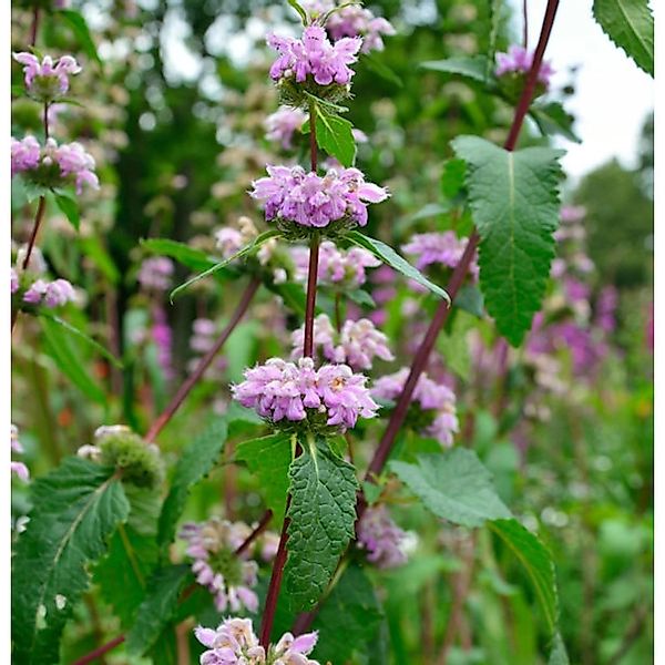 Rosa Brandkraut - Phlomis tuberosa günstig online kaufen