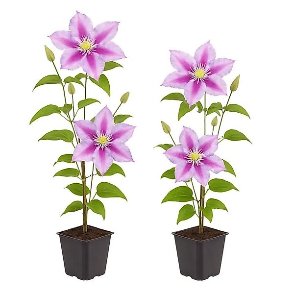 Exotenherz Kletterpflanzen Clematis Piilu 2er Set 11cm Topf günstig online kaufen