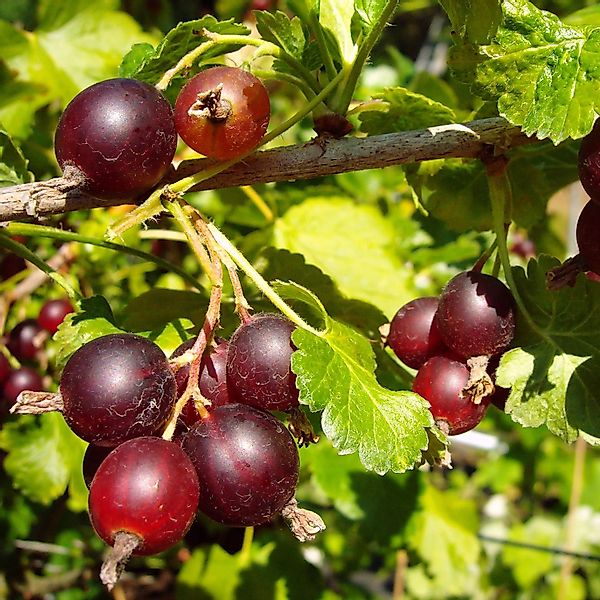 Jostabeere Jostabeere 40 - 60 cm Ribes × nidigrolaria günstig online kaufen