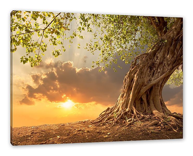 Pixxprint Leinwandbild Baum, Baum (1 St), günstig online kaufen