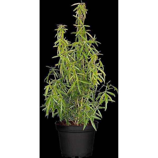 Choisya Ternata Aztec Pearl Orangenblume Weiß 40–60 cm günstig online kaufen