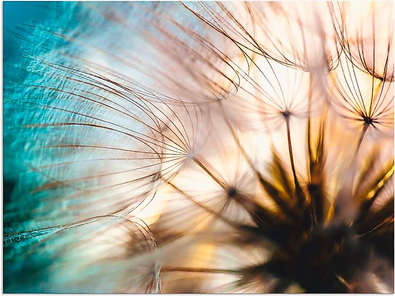 Artland Wandbild »Pusteblume Makro abstrakt« Blumen 1 Stk. tlg. als Alubild günstig online kaufen