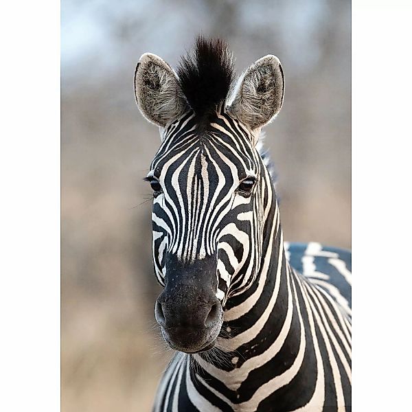 Rasch Digitaldruck African Queen III Zebra Schwarz-Weiß 3,00 x 2,12 m günstig online kaufen