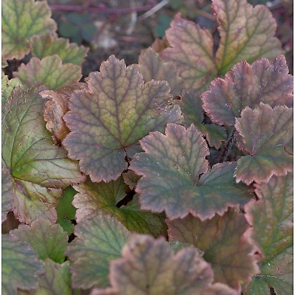 Purpurglöckchen Amethyst Myst - Heuchera micrantha günstig online kaufen