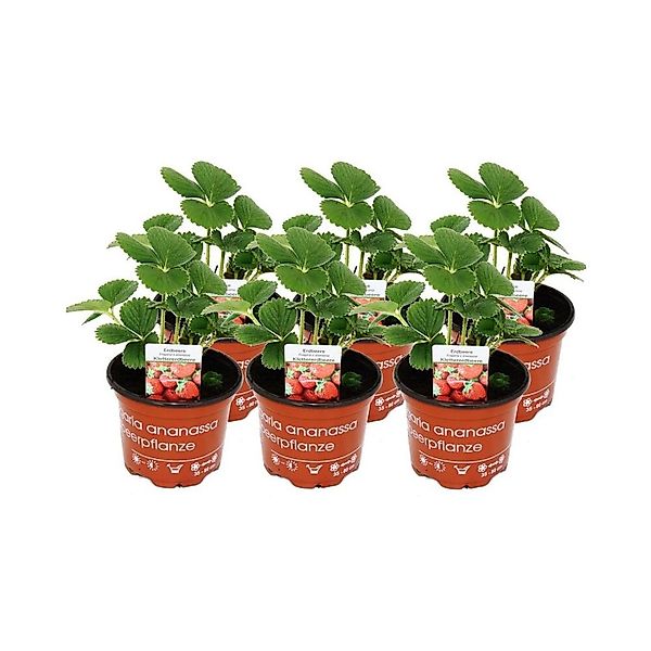 Exotenherz Klettererdbeere Fragaria x ananassa 6 Pflanzen günstig online kaufen