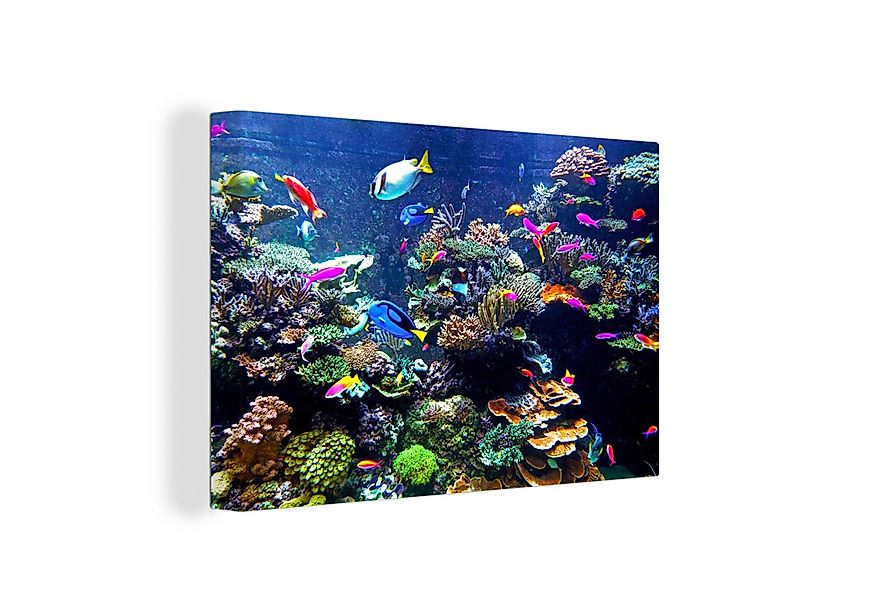 OneMillionCanvasses® Leinwandbild Koralle - Fische - Aquarium, Fotodruck (1 günstig online kaufen