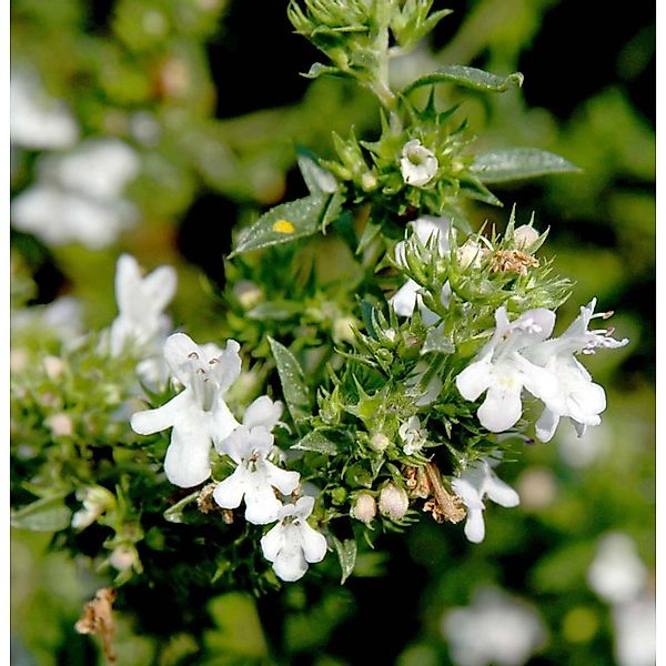 Winterbohnenkraut Aromakugel - Satureja montana günstig online kaufen