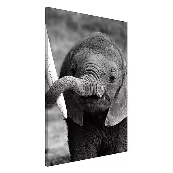 Magnettafel Tiere - Hochformat 2:3 Elefantenbaby günstig online kaufen