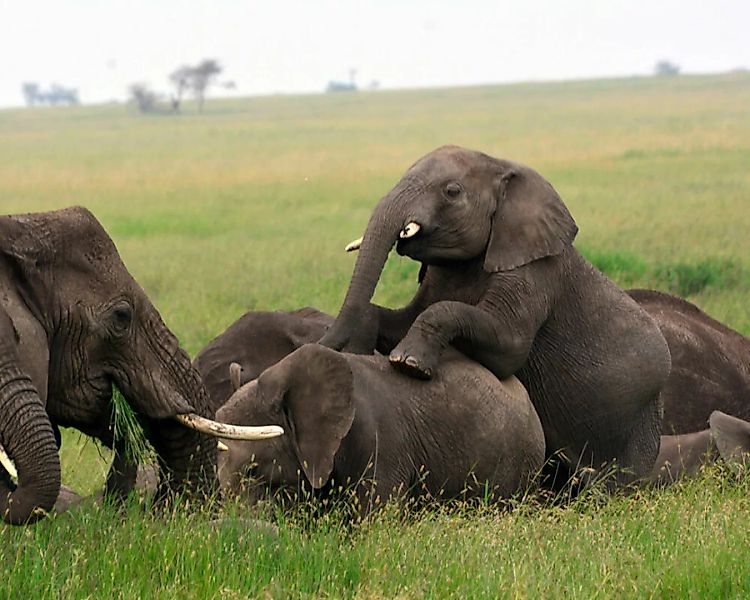 Fototapete "Elefantherde" 4,00x2,50 m / Glattvlies Perlmutt günstig online kaufen