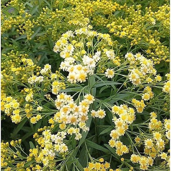 Goldruten Aster - Solidaster,uteus günstig online kaufen