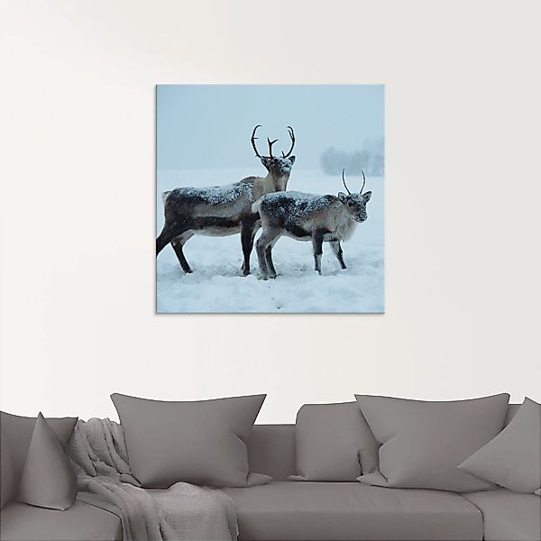 Artland Glasbild »Rentier«, Wildtiere, (1 St.), in verschiedenen Größen günstig online kaufen
