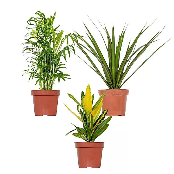 Casa Caron | Set mit 4 tropischen Zimmerpflanzen Estée günstig online kaufen